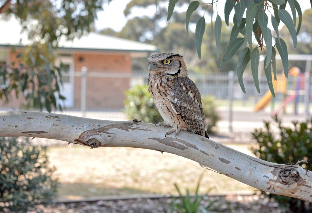 A scuola a contare gli uccelli in Australia: la lezione